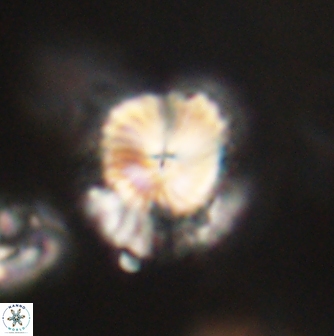 Bomolithus elegans 62338