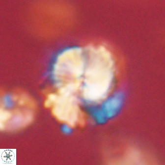 Bomolithus elegans 62339