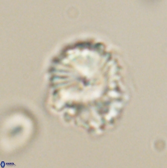 Bomolithus elegans 62348