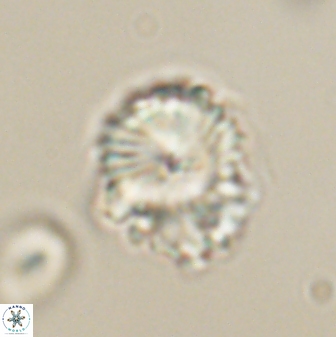 Bomolithus elegans 62348