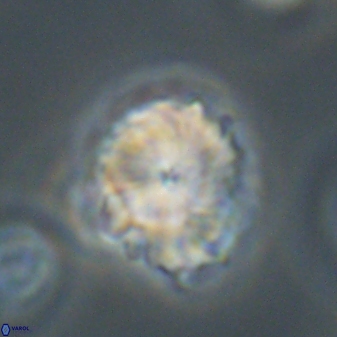Bomolithus elegans 62349