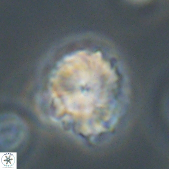 Bomolithus elegans 62349