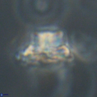 Bomolithus elegans 62351