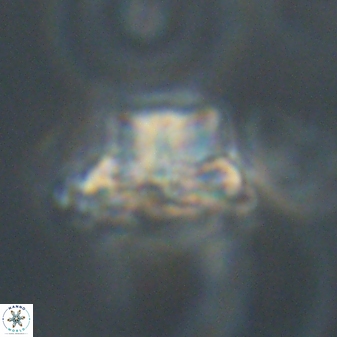 Bomolithus elegans 62351