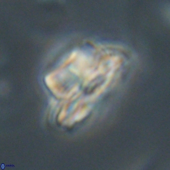 Bomolithus elegans 62352