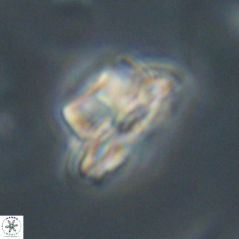 Bomolithus elegans 62352