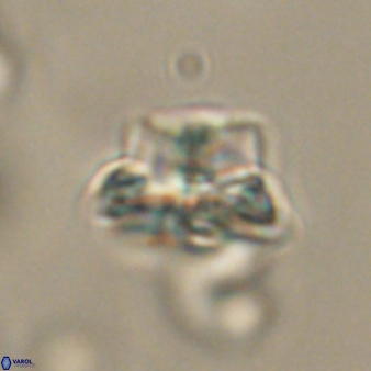 Bomolithus elegans 62354