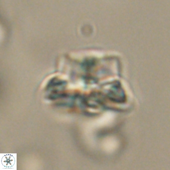 Bomolithus elegans 62354
