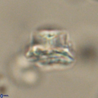 Bomolithus elegans 62355