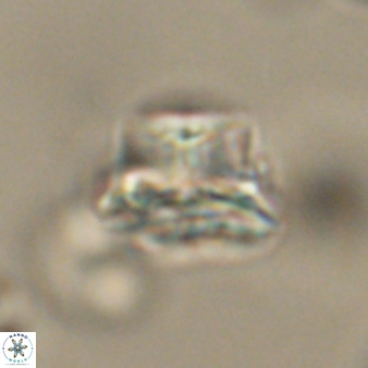 Bomolithus elegans 62355