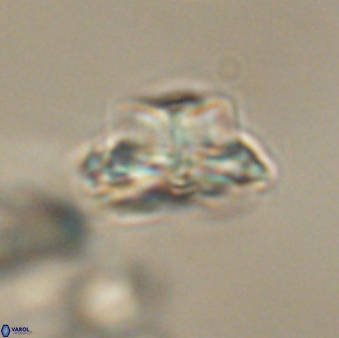 Bomolithus elegans 62356