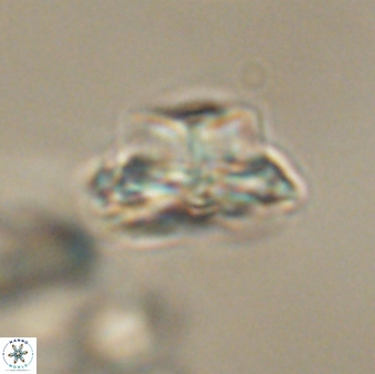 Bomolithus elegans 62356