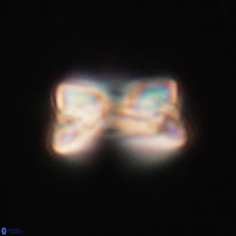 Bomolithus falklandensis 20533
