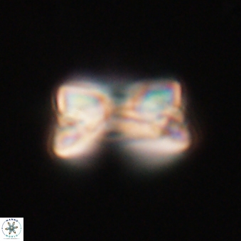 Bomolithus falklandensis 20533