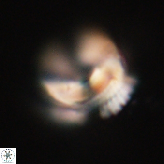 Bomolithus falklandensis 20536