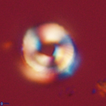 Bomolithus falklandensis 20541