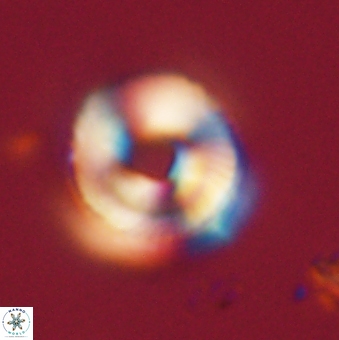 Bomolithus falklandensis 20541