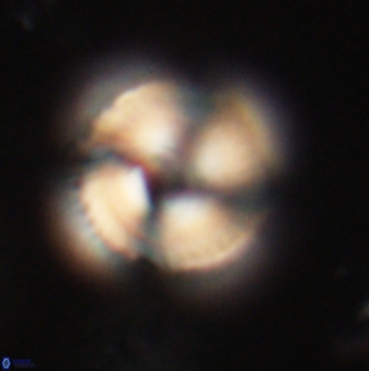 Bomolithus falklandensis 20544