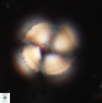 Bomolithus falklandensis 20544