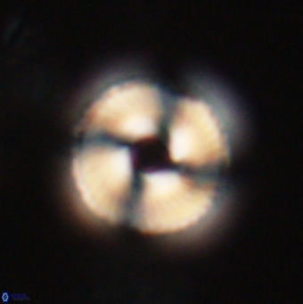 Bomolithus falklandensis 20547