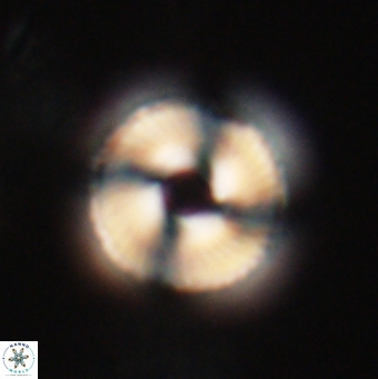 Bomolithus falklandensis 20547