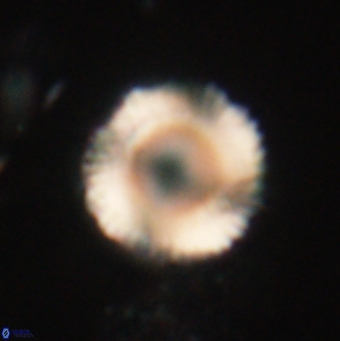 Bomolithus falklandensis 20548