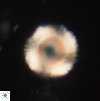 Bomolithus falklandensis 20548
