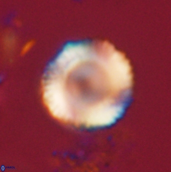 Bomolithus falklandensis 20549