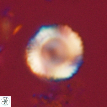 Bomolithus falklandensis 20549