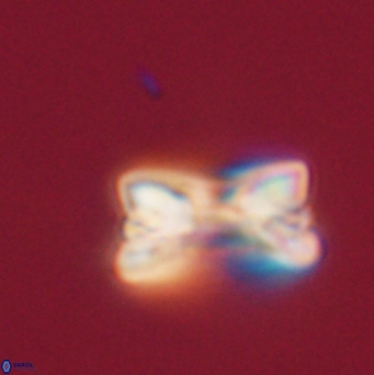 Bomolithus falklandensis 20551