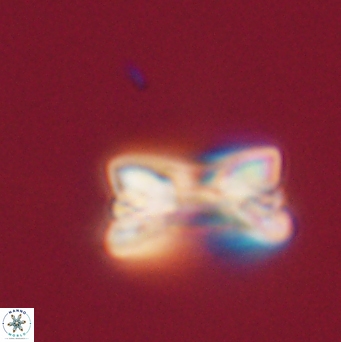 Bomolithus falklandensis 20551