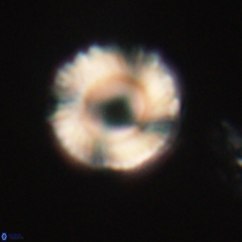 Bomolithus falklandensis 20556