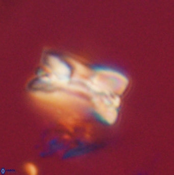 Bomolithus falklandensis 20557