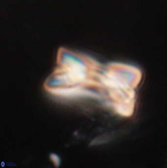 Bomolithus falklandensis 20558