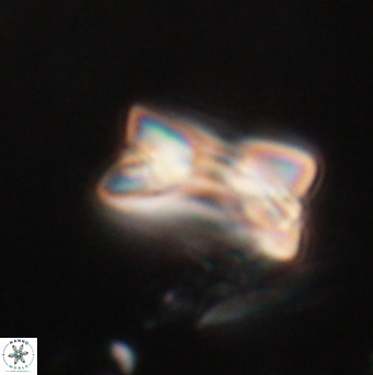 Bomolithus falklandensis 20558