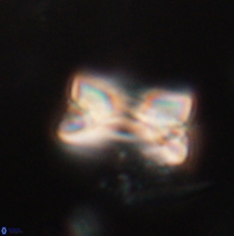 Bomolithus falklandensis 20559