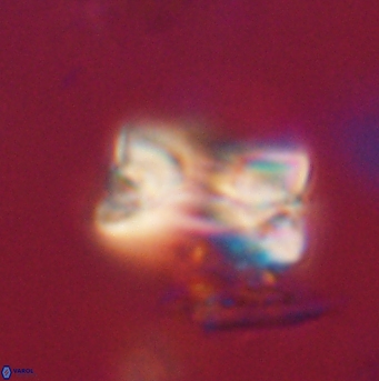 Bomolithus falklandensis 20560