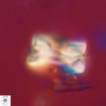 Bomolithus falklandensis 20560