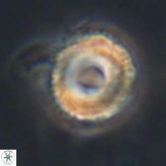 Bomolithus falklandensis 20562