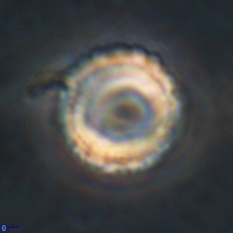Bomolithus falklandensis 20563