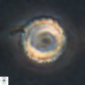 Bomolithus falklandensis 20563