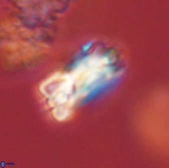 Bomolithus falklandensis 57727