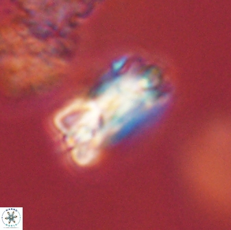 Bomolithus falklandensis 57727