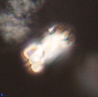 Bomolithus falklandensis 57727