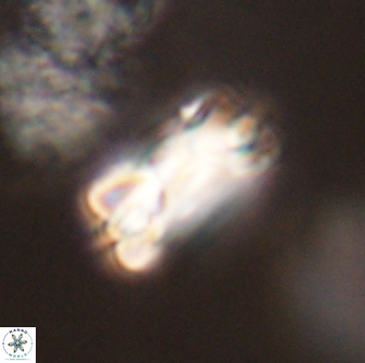 Bomolithus falklandensis 57727