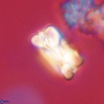 Bomolithus falklandensis 57727