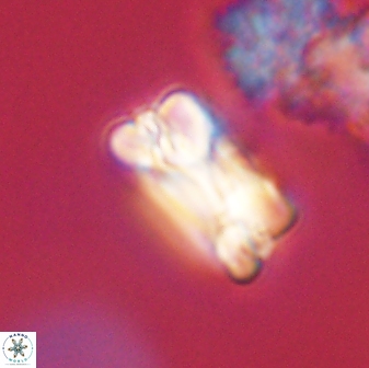 Bomolithus falklandensis 57727