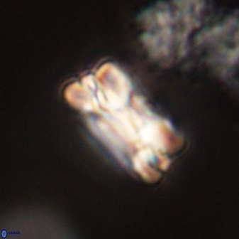 Bomolithus falklandensis 57727