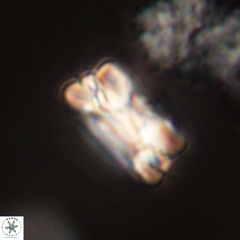Bomolithus falklandensis 57727