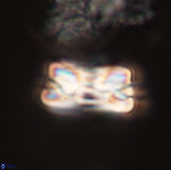 Bomolithus falklandensis 57727